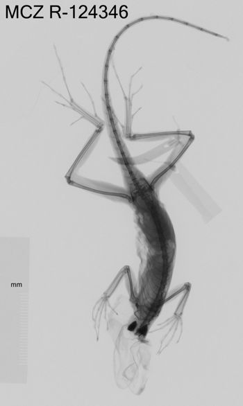 Media type: image;   Herpetology R-124346 Aspect: dorsoventral x-ray
